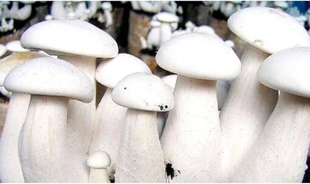 SUPRIKAM FULL OF NUTRANT FLESHY MILKY MASHROOM SPAWN/ Seed