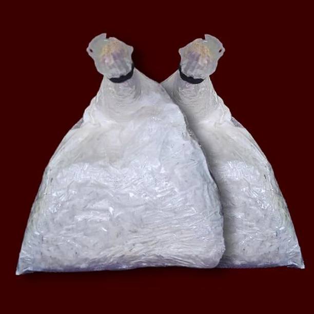 Lokhnath Enterprise Oyster Mushroom Seed Seed
