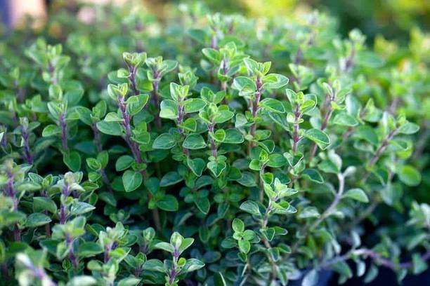 VibeX TLX-24 - Oregano for Planting - (1350 Seeds) Seed