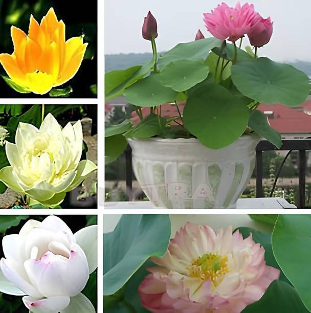 ARIAANAM Premium Collection Lotus Flower Seed