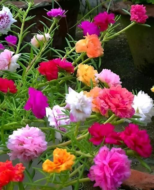 ARIAANAM Portulaca mixed color Seed