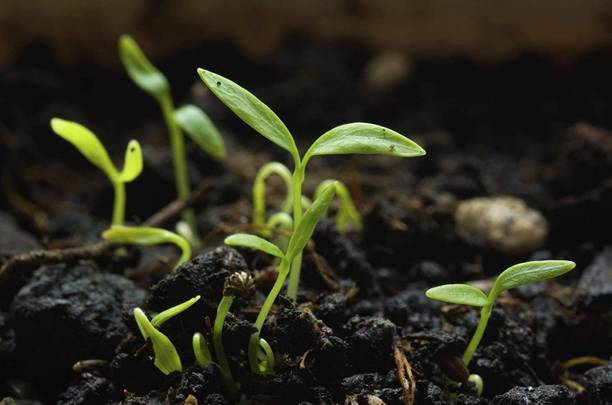 CYBEXIS KGF -20 - Moss Curled Parsley - (2250 Seeds) Seed