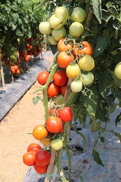 Divyansh tomato Seed