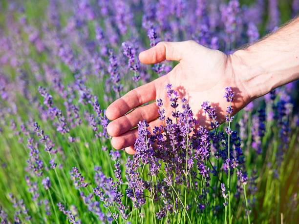 SEMINA VITA lavender seeds for gardening Seed