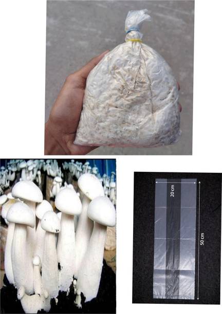 SpawnCraft Mushroom Spawn (Calocybe indica), High yield, Strong colonization, CO2 variety Seed