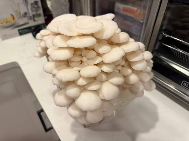 AgroEnterprise AGRO Oyester mushroom seed/good quality seed pack of 1 Seed