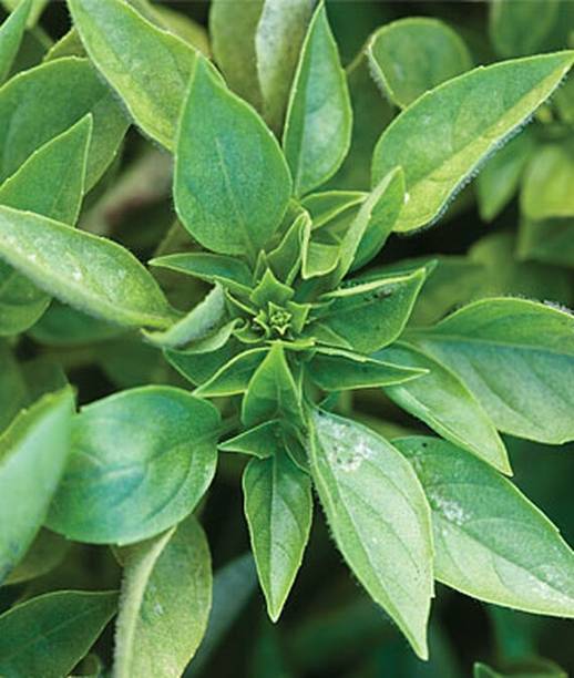 VibeX Greek Basil Seed