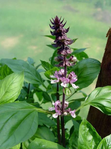 KNESSiN Holy Basil Herb[400 Seeds] Seed
