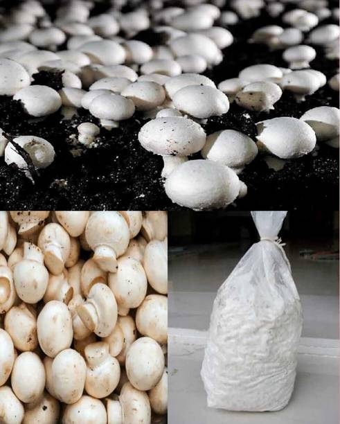 rrr Button mushroom seed,organic,Healthy,Vegetable Seed