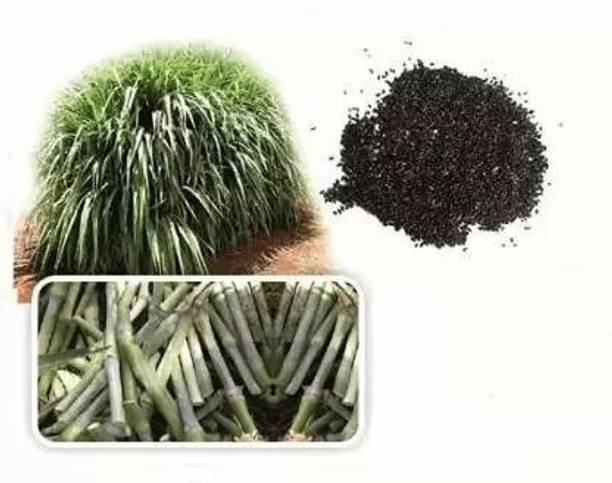 Green India Super Napier Grass Seed 100 Gram, Napier Grass Seed 100 Gram Pack Seed
