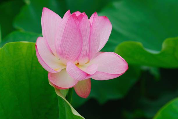 JOY SHREE Lotus Seed