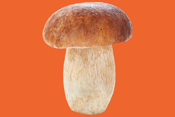 Mozette Mushroom herbs Seed