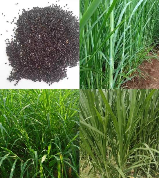 ibains American 5g napier grass seeds beez 501 Seed