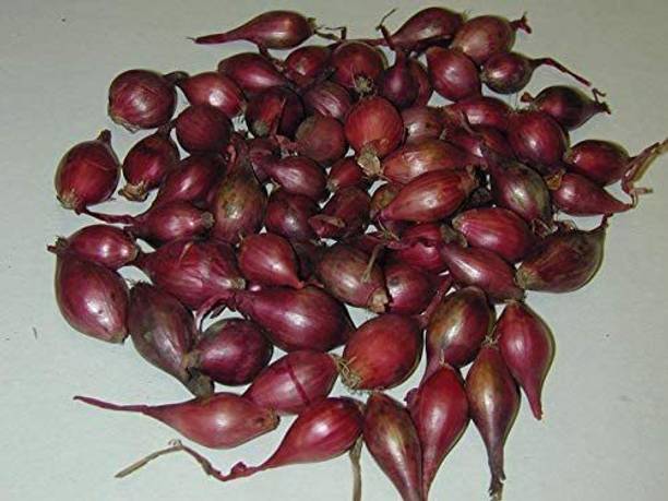 VibeX ® LXI-724 RED Shallot Onion Seeds Seed