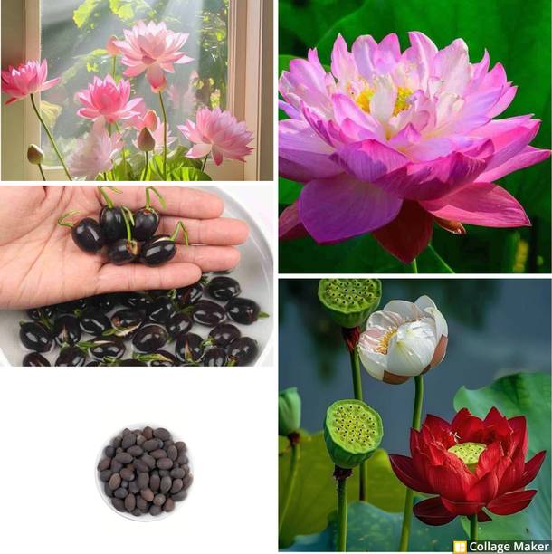SEMINA VITA lotus seeds,lotus seeds for home,lotas hybrid seeds Seed