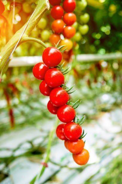 Silba tomato Seed