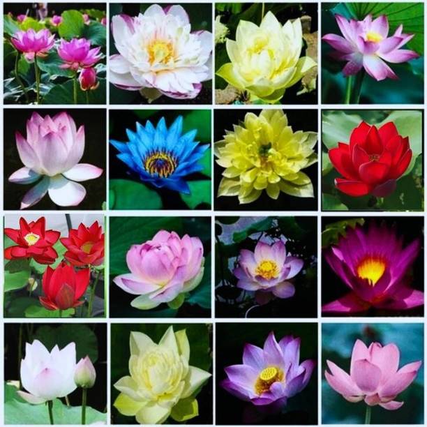 usdeepar retail colourful Lotus seed Seed