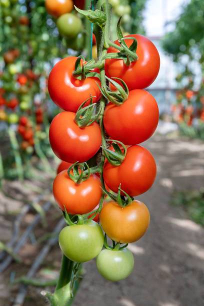 SeedsSunrise tomato Seed