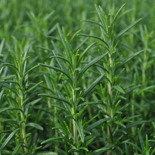 साइबेक्सिस XLL-69 - रोज़मेरी - नॉन-GMO - (2250 बीज) बीज
