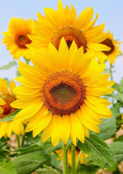 Aywal sunflower seeds for gardening, high germination Seed