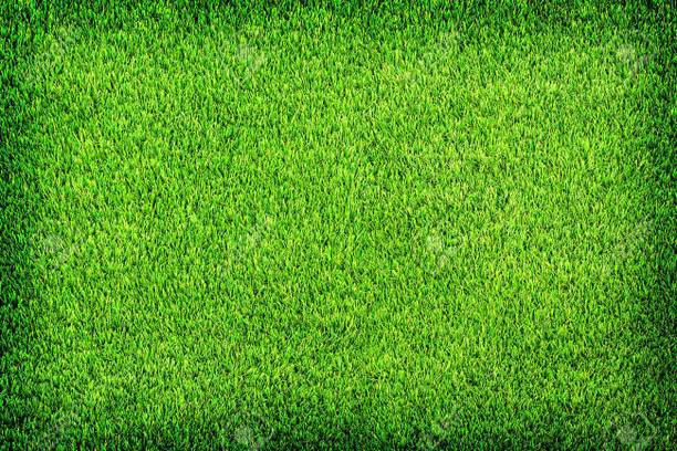 wequality Lawn grass seed, Seeds for lawn grass, Best lawn grass seeds Seed