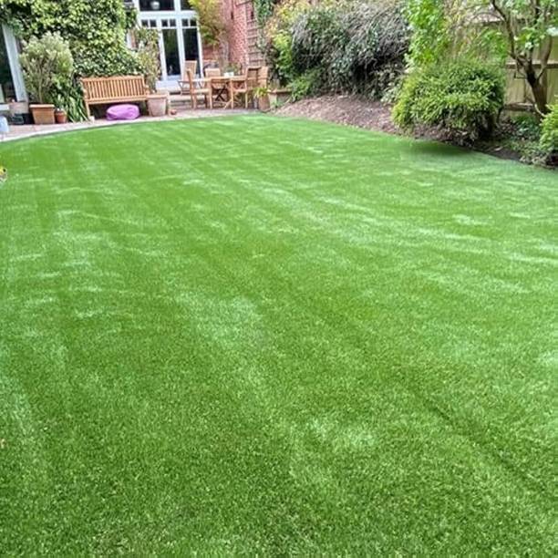 SMGOLD Lawn grass seeds for home garden Seed
