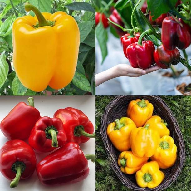 ibains Capsicum vegetable seeds shimla mirchi 79 Seed