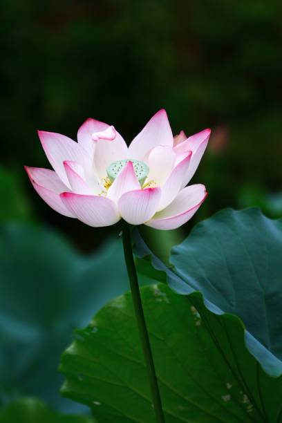 Lata lotus,kamal seeds Seed