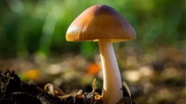 Chalisa Mushroom Seed