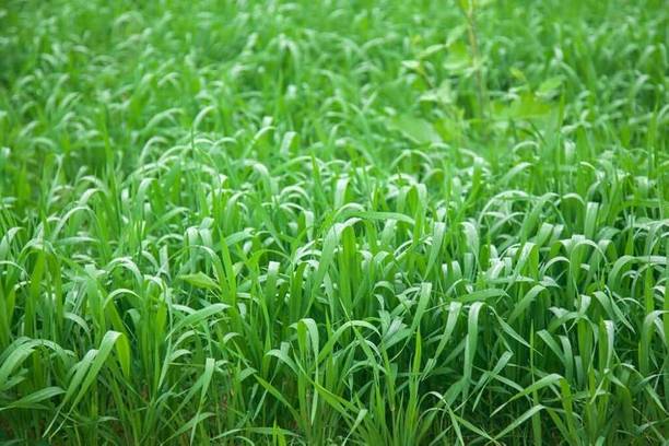 सेमगोल नेपियर ग्रास, सूडान, माखन ग्रास बीज