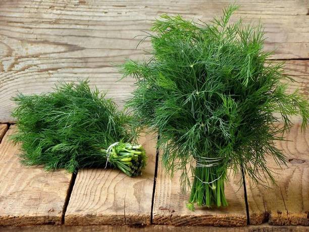 WILLVINE XL-139 Mushroom's Dill Non GMO Seed