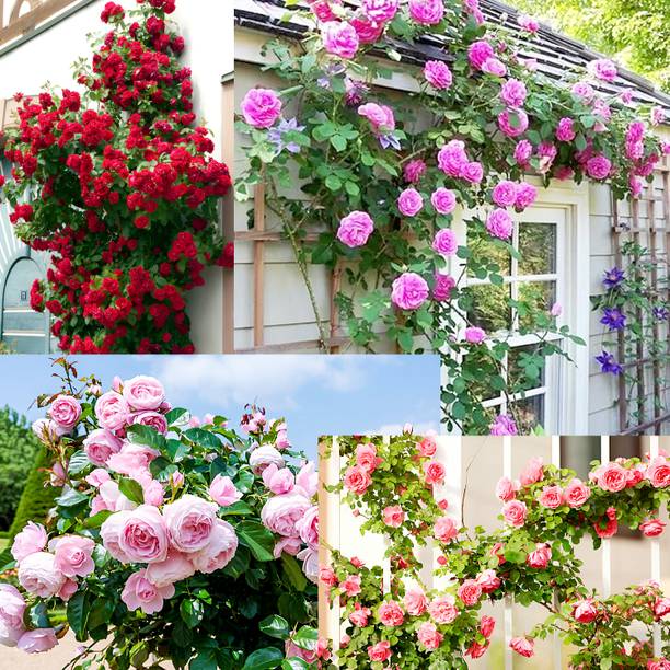 N.G.M. AGROCARE Imported Hybrid Climbing Rose Flower Mix SeedsYear-Round Blooms Seed
