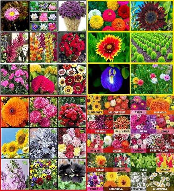 ibains Flower seeds winter and summer beez 217 Seed