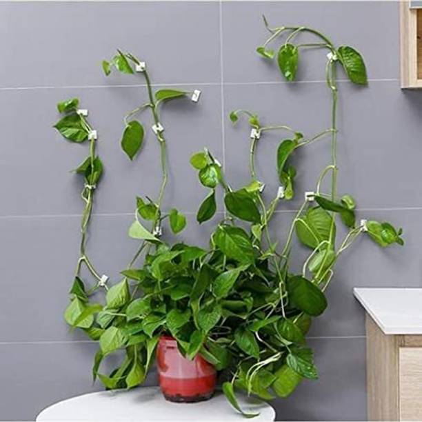 FLUZOV Plant Hook_P37 Hook 30