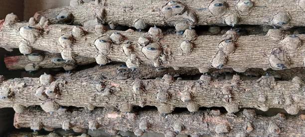 SUNAGENCI ஏறுசிங்கி குச்சி (Yeru Singi Stick) 1.5–2 Inch Thick Wooden