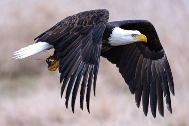 Wild Birds Paper Poster ( Poster 12X18 Inch Rolled ) Paper Poster Paper Print Paper Print