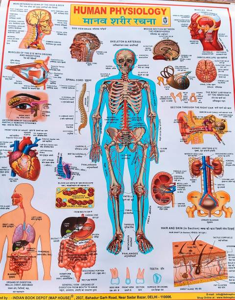 "Detailed Human Physiology Wall Chart -with full explanation Photographic Paper