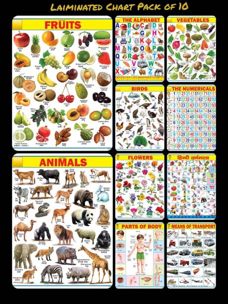 All in One Educational Chart for Kids | Learn About English Alphabet, Fruit, Vegetables, Animals, Birds, Part of Body, Hindi Vernmala, Transport, Numerical & Flower with Colourful Picture for Children Fine Art Print