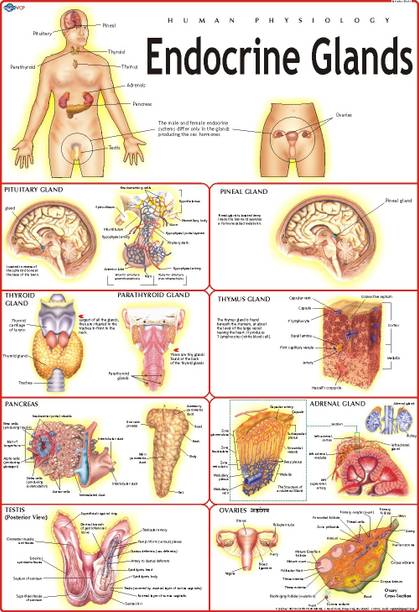 Endocrine System Chart | Laminated Educational Wall Chart |70 x 100 cm | Human Physiology Poster for Biology, Medical & Anatomy Students | Durable, Water-Resistant & Easy Wall Sticking Photographic Paper