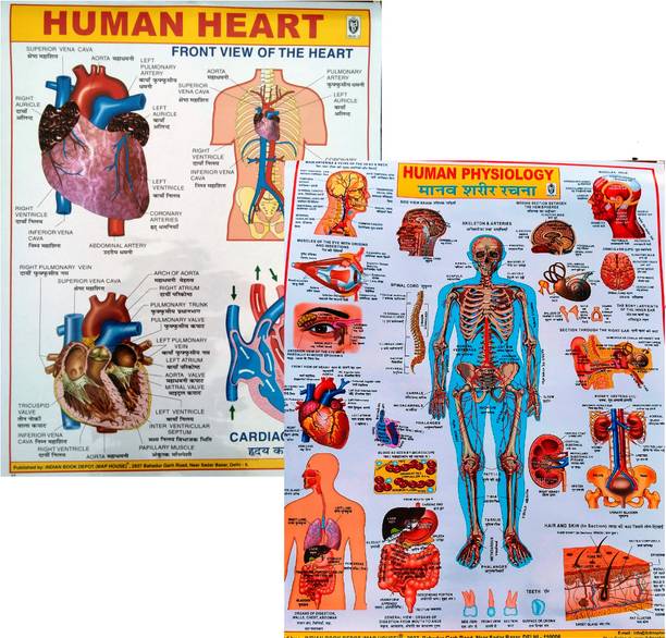 Combo Pack: Human Physiology & Heart Wall Charts Educational Chart for Students & Teachers Photographic Paper