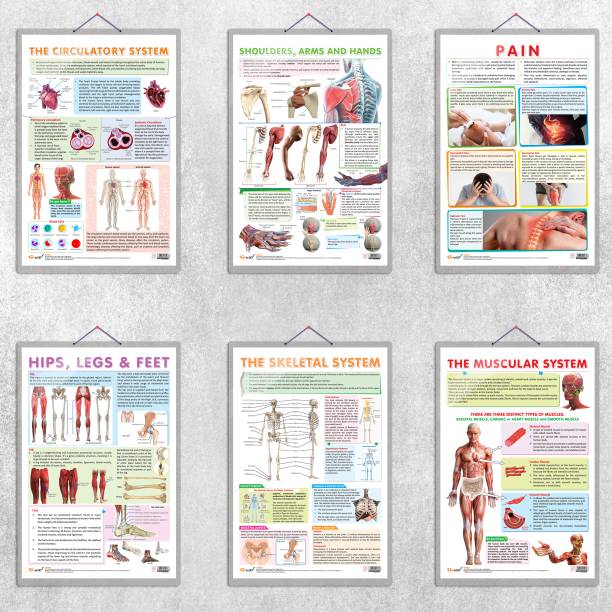 SHOULDER, ARMS AND HANDS, PAIN, HIPS, LEGS AND FEET, THE SKELETAL SYSTEM, THE MUSCULAR SYSTEM and THE CIRCULATORY SYSTEM Chart | Combo of 6 Charts | The Human Body: Anatomy and Pain Management Paper Print