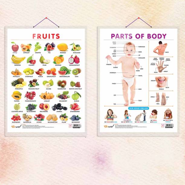 FRUITS CHART HARD LAMINATED and PARTS OF BODY CHART HARD LAMINATED | combo of 2 charts | Body and Fruits Learning Duo Paper Print