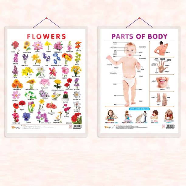 FLOWERS CHART HARD LAMINATED and PARTS OF BODY CHART HARD LAMINATED | combo of 2 charts | Interactive Botanical Anatomy Set Paper Print
