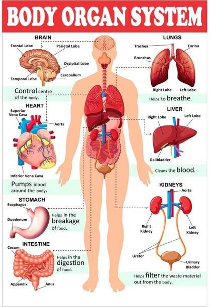 Body Organ System Chart For Kids Poster Human Physiology Chart | Laminated | Wall Sticking teachingnest and Human Physiology Charts (18X12 inch) Paper Print