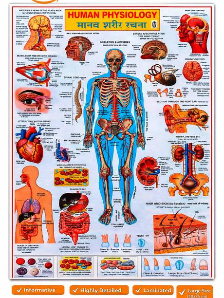 "Detailed Human Physiology Wall Chart -with full explanation Photographic Paper