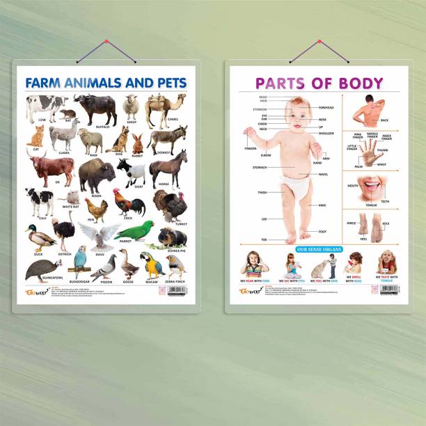 FARM ANIMALS AND PETS CHART HARD LAMINATED and PARTS OF BODY CHART HARD LAMINATED | combo of 2 charts | Farm Animal Features and Body Basics Paper Print
