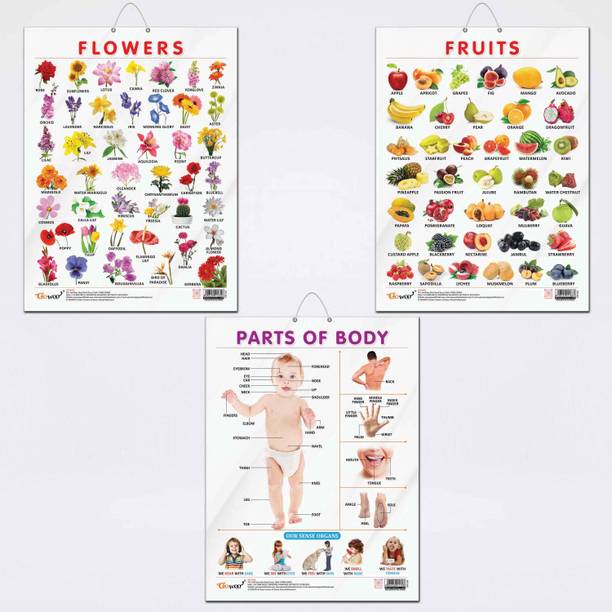 FRUITS CHART GLOSS LAMINATED, FLOWERS CHART GLOSS LAMINATED, and PARTS OF BODY CHART GLOSS LAMINATED | combo of 3 charts |Colorful Trio Enhancing Kids' Learning Adventures Paper Print