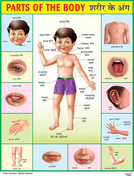 Parts of the Body Chart Poster for Kids Education | Early Learning Chart Poster for Learning with Laminated Print (19 x 13 Inch) Canvas Art