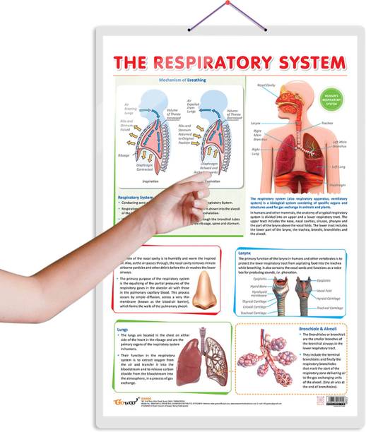 THE RESPIRATORY SYSTEM CHART :- Detailed Medical Diagram on Air Circulation and Lung Functionality, Informative Chart Explaining Alveolar Structures and Ventilation Process Paper Print