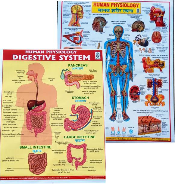 "Human Digestive System and Physiology Educational Charts Set - Perfect for Biology Students" and body part learners Photographic Paper